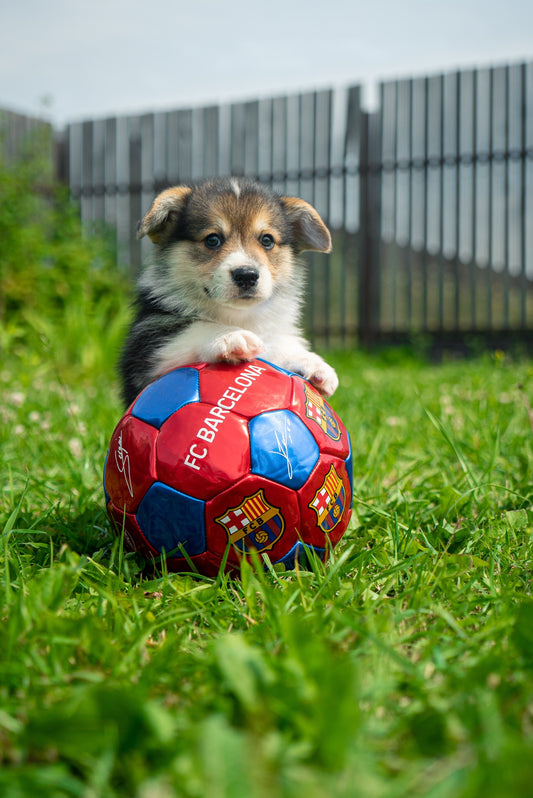 Puppy with ball