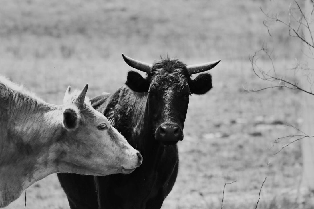 Picture of cows in field